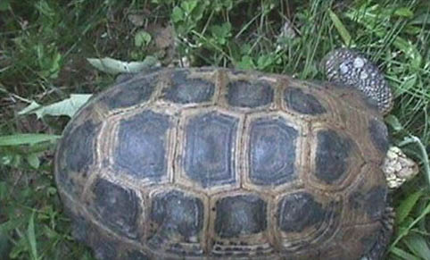 赫曼陸龜可以活多久