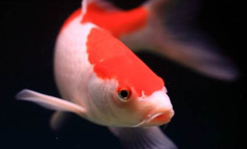 黃刺魚(yú)是什么魚(yú)