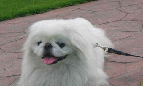 京巴犬多少錢一只