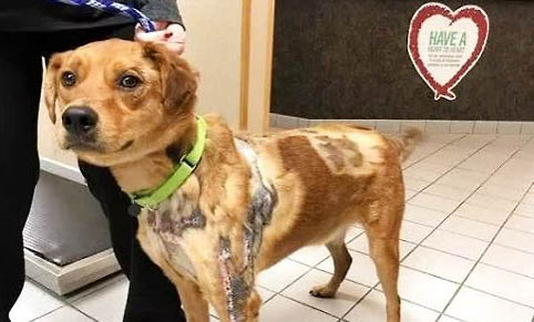 哪種狗不掉毛好養