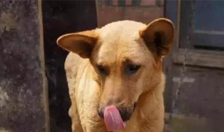 中華田園犬土狗買錢多少錢一只