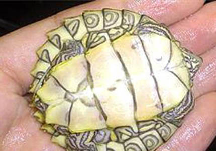 地圖龜混養(yǎng)