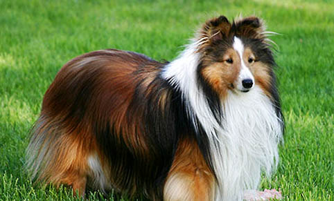 喜樂蒂牧羊犬骨折癥狀有哪些