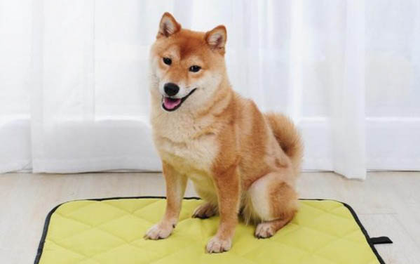 中國最受歡迎狗狗排名