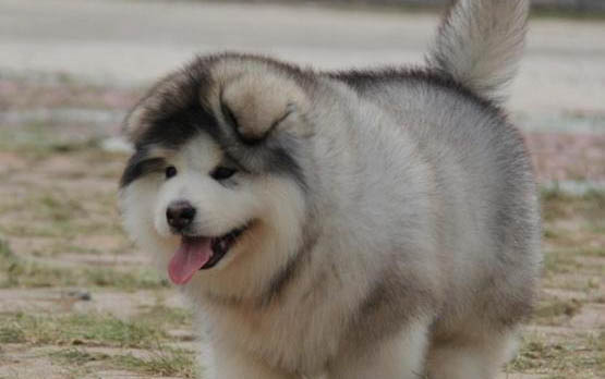 阿拉斯加犬能承受多少℃