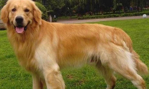 白色短毛大型犬品種大全圖片