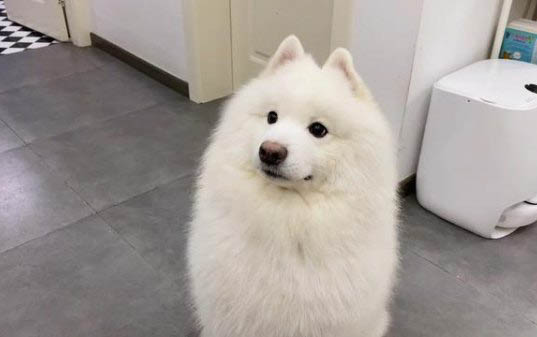 薩摩耶犬拆家
