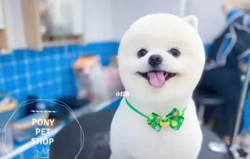 博美犬一般多少錢一只