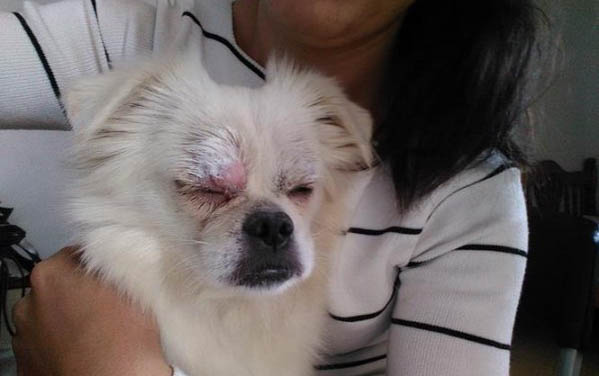 導致四個月的狗拉肚子的原因有哪些