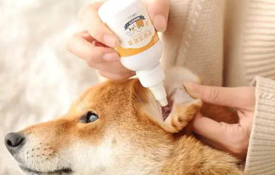 狗狗來月經要幾天多久來一次