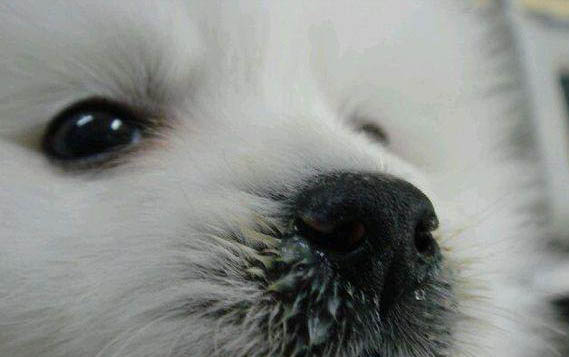 什么狗狗好養又聰明
