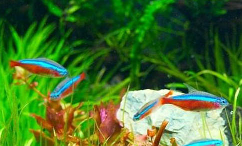 自來水養(yǎng)魚快速除氯氣的方法