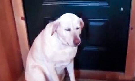 狗狗腎衰竭癥狀有哪些