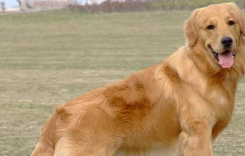 金毛犬一只眼瞎了有眼屎沒事吧