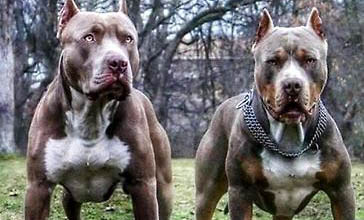 金毛犬用多大的狗籠