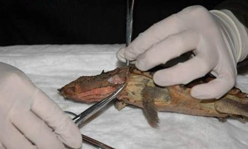 瑪塔龜為什么沒人養