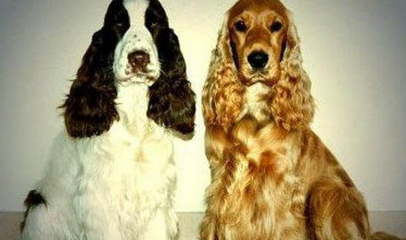 可卡狗的價(jià)格可卡狗價(jià)格