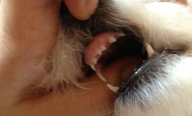 狗狗臭味怎么去除