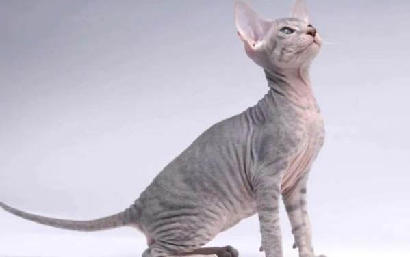 藍(lán)眼普通布偶貓多少錢一只