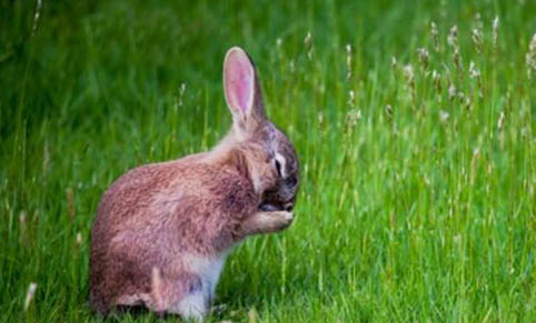 怎么區別家兔和寵物兔