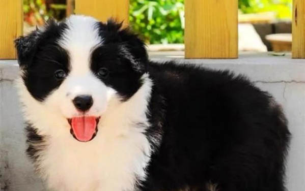 德國牧羊犬上吐下瀉