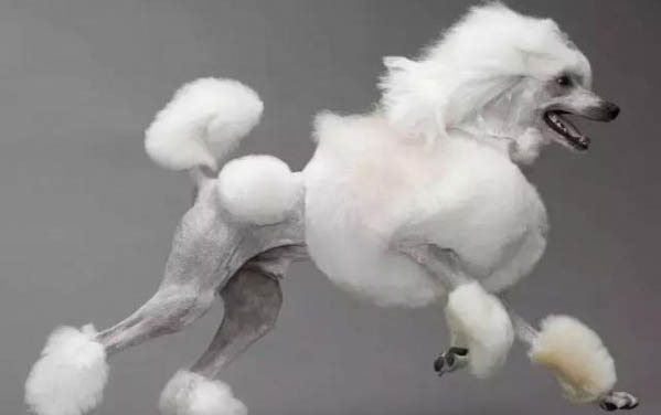 卷毛比熊犬聰明嗎