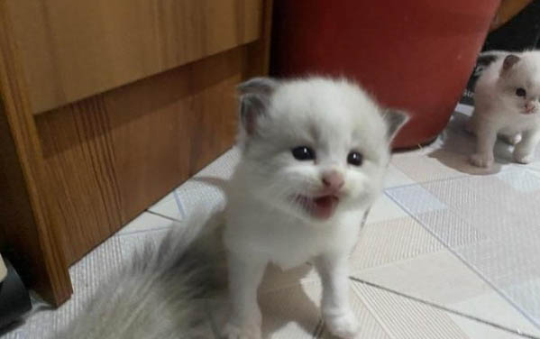 小貓流鼻涕一直不好怎么辦?