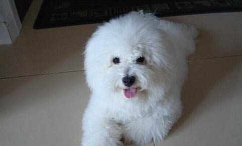 比熊屬于貴賓犬嗎