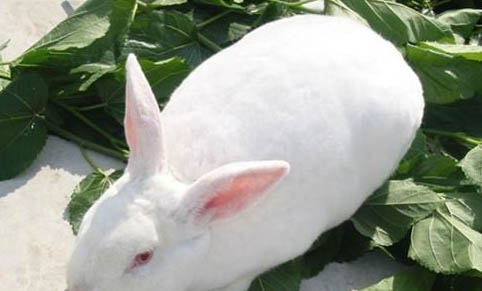 肉兔的性格怎么樣好不好呢