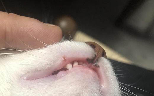 貓幾度算發燒