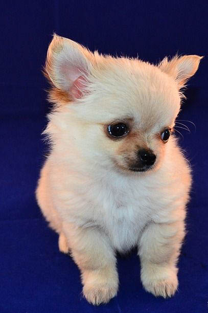 博美犬流鼻涕不吃飯沒精神怎么辦