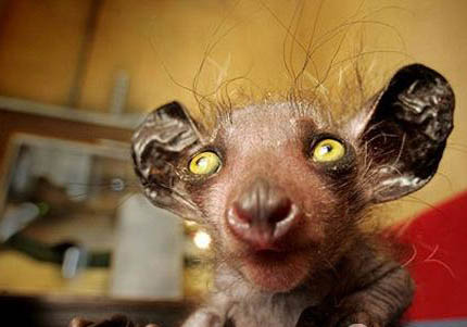 國內(nèi)為什么不能養(yǎng)拇指猴