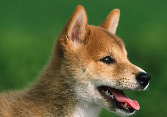 日本秋田犬價格多少錢一只