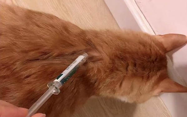 小貓咪可以洗澡嗎