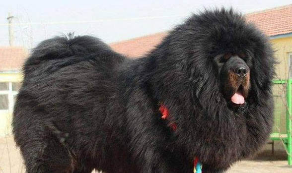 哪里有藏獒幼犬出售