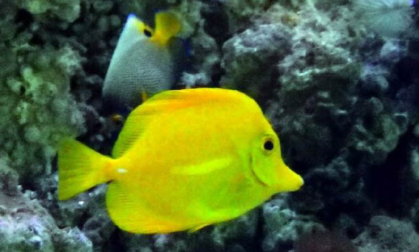 七彩神仙魚可以長多大