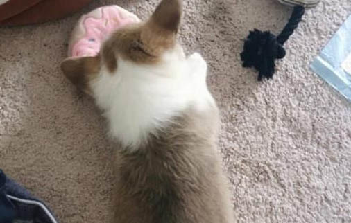 狗狗營養不良有哪些特征