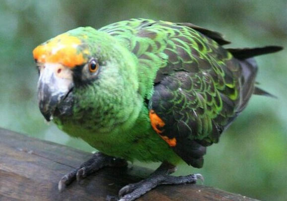 玄鳳鸚鵡耐寒溫度多少度?