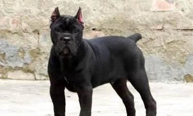 卡斯羅可以認(rèn)幾個(gè)主人