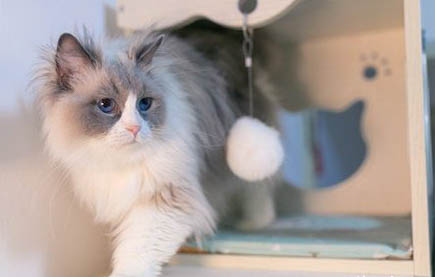 春季貓咪常見疾病