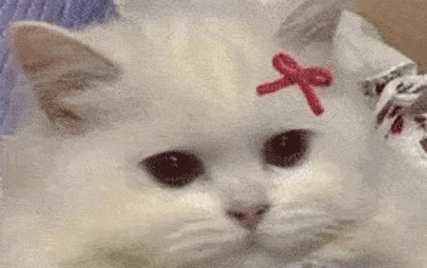 小貓一直拉肚子怎么回事