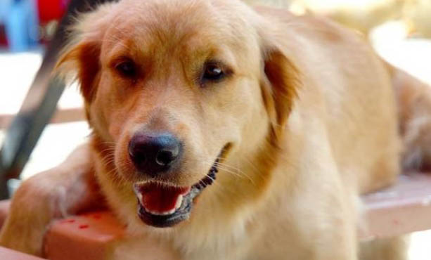狗狗得了犬瘟多久才可以治愈