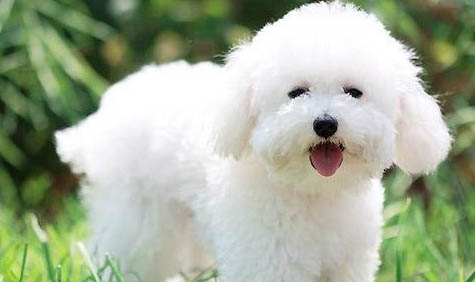比熊犬與泰迪哪個(gè)好養(yǎng)