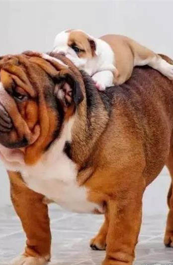 犬巴貝斯蟲病的診斷與治療
