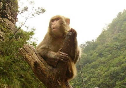 緬甸金絲猴多少錢一只