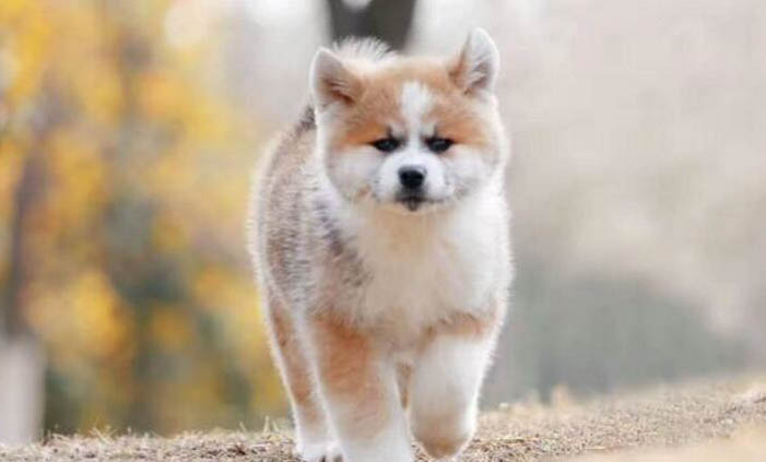 幼犬驅蟲后多久可以打疫苗