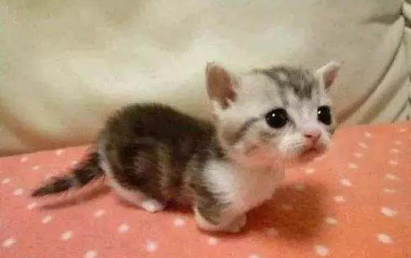 小貓咪生下來多久吃奶