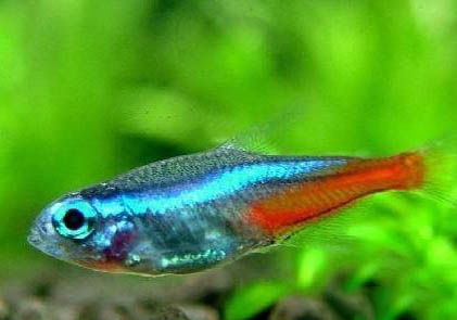 釣魚溫度多少適合釣魚