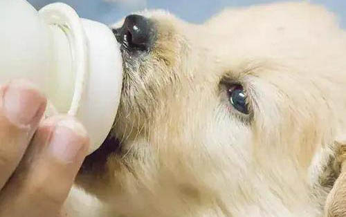 狗狗發燒要吃什么藥才好