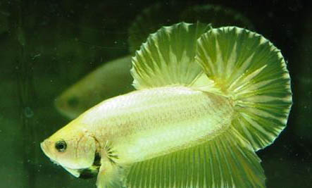 早上幾點魚口好